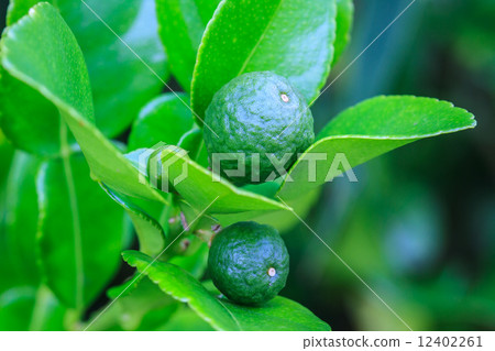 Bergamot on Tree 12402261