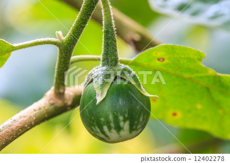 on tree in garden 首頁 照片 蔬菜_食品 蔬菜 茄子 eggplant on tree