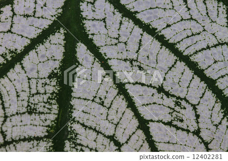 Close up.water drop on caladium leaves 12402281