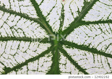 Close up.water drop on caladium leaves 12402282
