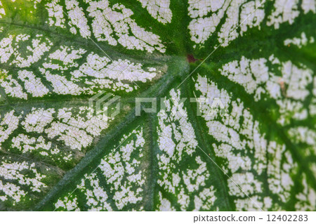 Close up.water drop on caladium leaves Close up.water drop on caladium leaves 12402283