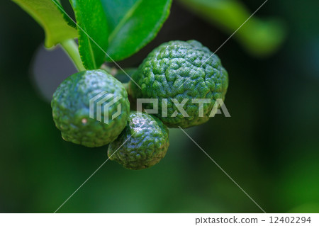 Bergamot on Tree Bergamot on Tree 12402294