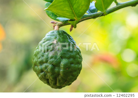 Bergamot on Tree Bergamot on Tree 12402295