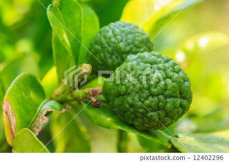 Bergamot on Tree 12402296