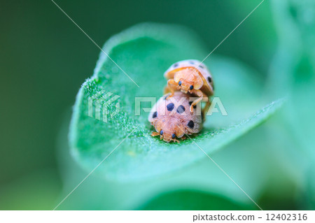 ladybird on green leaf ladybird on green leaf 12402316