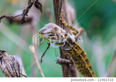 Lizard changing skin resting on wood horizontal Lizard changing skin resting on wood horizontal 12402318