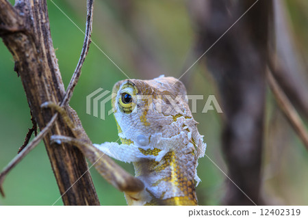 Lizard changing skin resting on wood horizontal Lizard changing skin resting on wood horizontal 12402319