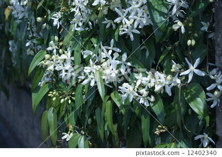 Clematis Armandy 12402340