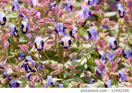 Torenia 12402398