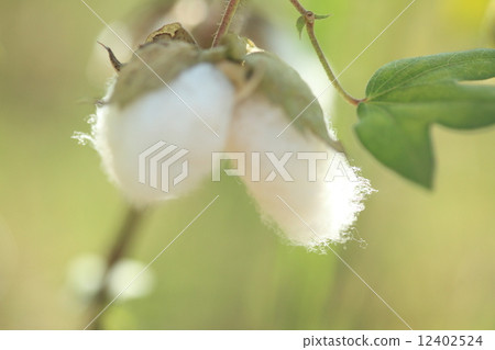 天然植物棉花，棉花種子實際上似乎有一個棉花部分向下。顏色似乎是白色或淺棕色 12402524