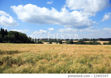 Wheat Field 12403107