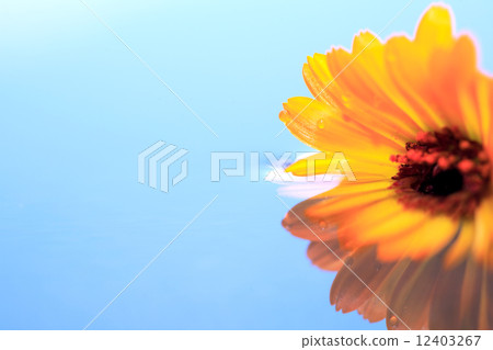 Flower In Water 12403267