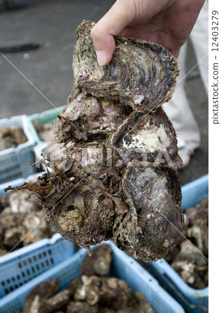 Rock oyster Rock oyster 12403279