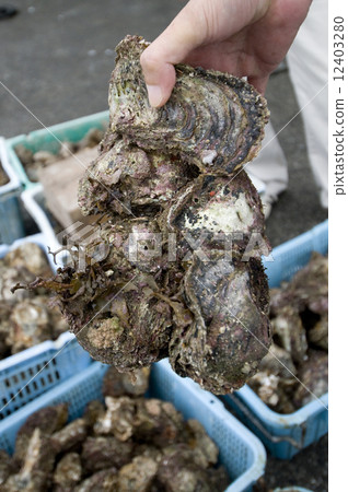 Rock oyster Rock oyster 12403280