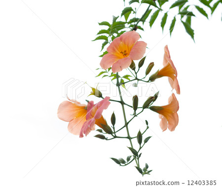 Orange flower with green leaves isolated 12403385