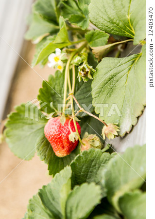 Strawberry on bush waiting to be picked 12403470