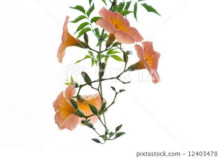 Orange flower with green leaves isolated 12403478