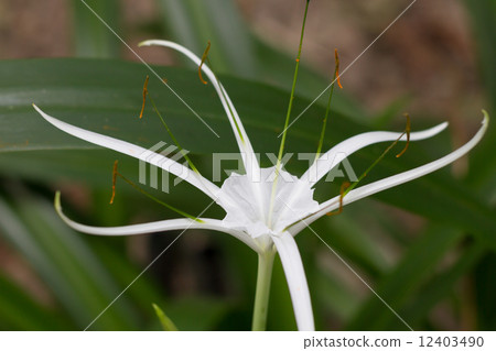 White rubiaceae 12403490
