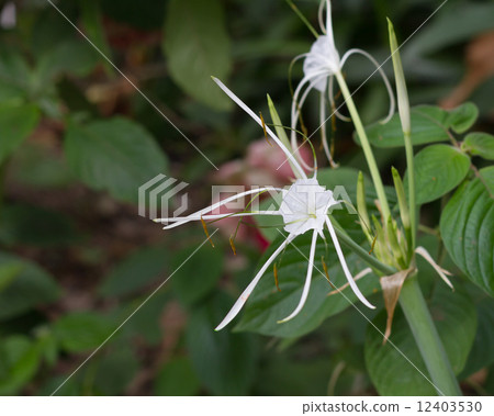White rubiaceae White rubiaceae 12403530