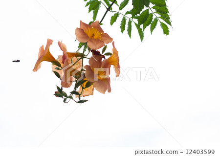 Orange flower with green leaves with bee approaching 12403599