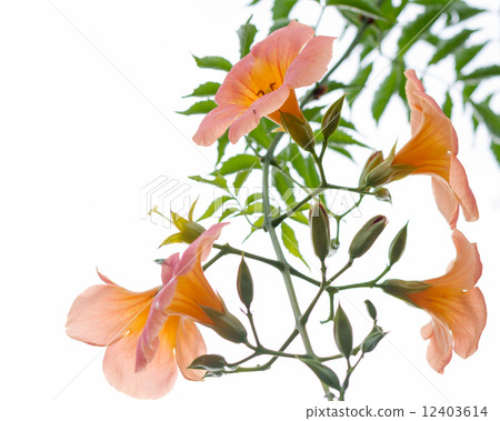 Orange flower with green leaves isolated 12403614
