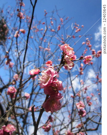 Red plum blossoms shining against the blue sky Red plum blossoms shining against the blue sky 12403645