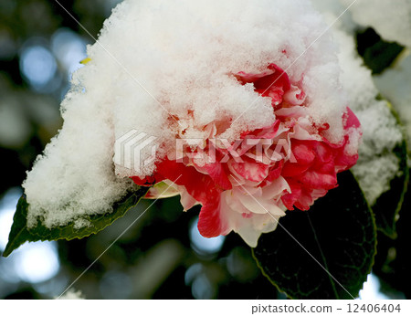 Winter, flower, camellia 12406404
