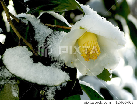 Winter, flower, camellia Winter, flower, camellia 12406405