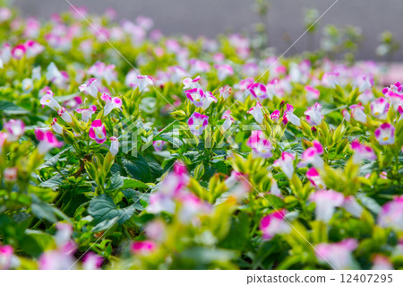 Pink begonia  12407295