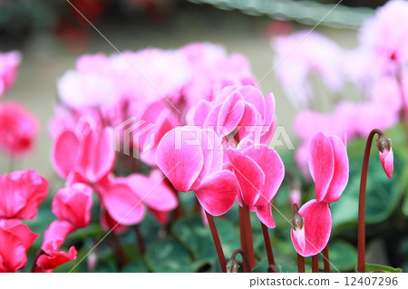 pink begonias  12407296