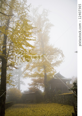 Ginkgo in the precincts of Takasugi Shrine 12407365