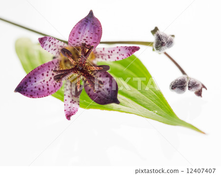 Flowers and buds and leaves Flowers and buds and leaves 12407407