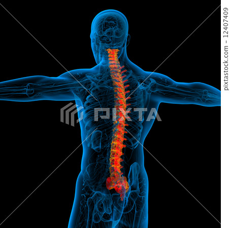 3d render medical illustration of the human spine 12407409