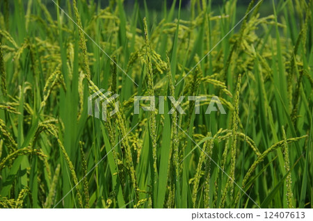 Rice flower Blooming rice Rice flower Blooming rice 12407613