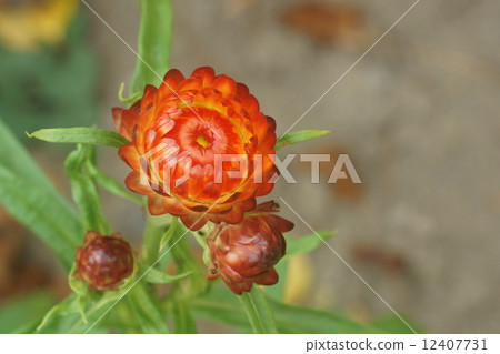 Wheatwalagik 12407731