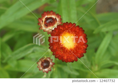 Wheatwalagik 12407732