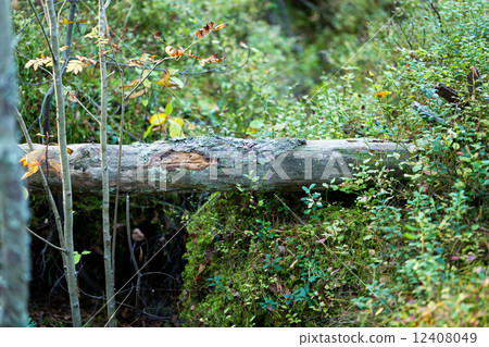 Fallen tree and blueberries in the forest 12408049
