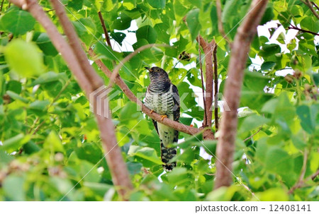 布穀鳥 12408141