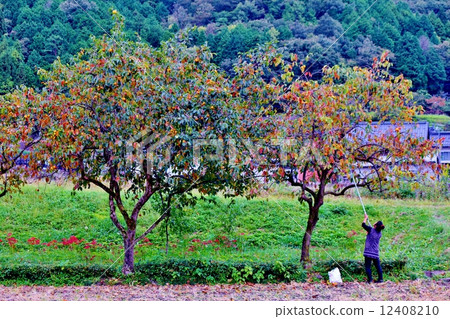 Picking persimmons 12408210