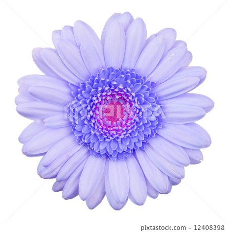 Blue gerbera flower isolated Blue gerbera flower isolated 12408398