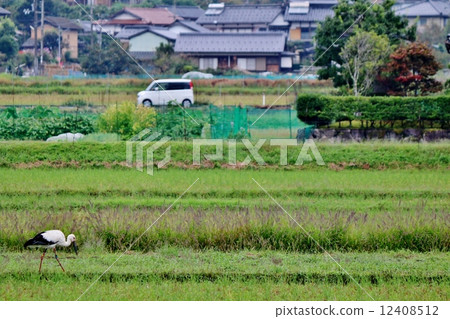 Stork Stork 12408512