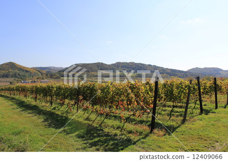 Treasury Winery Iwamizawa Hokkaido Wine Farm 12409066