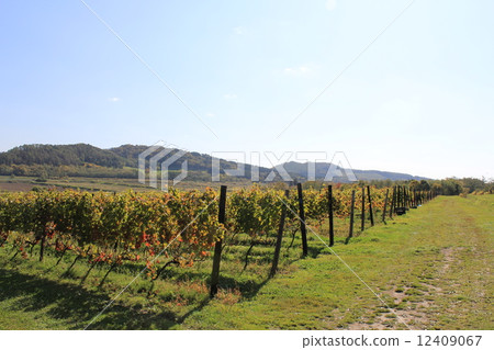 Treasury Winery Iwamizawa Hokkaido Wine Farm Treasury Winery Iwamizawa Hokkaido Wine Farm 12409067