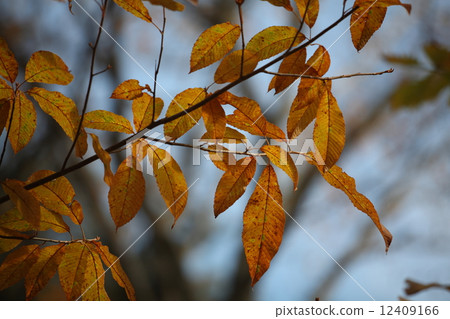 Yellow leaves Yellow leaves 12409166