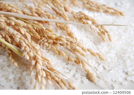 Rice 12409506