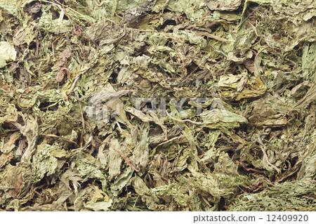 Stevia 12409920