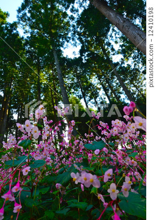 Shukidou（秋Ha Tung）社區（埼玉縣Higashiwa鎮） 12410198