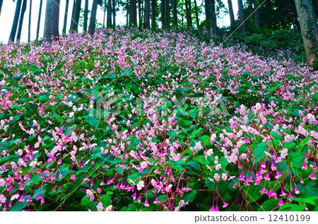 Communities of Shukidou (Autumn Ha Tung) (Saitama Prefecture Higashiwa Town) 12410199