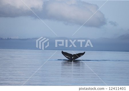 Whale's tail Whale's Tale 12411401