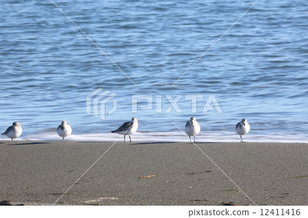 Sandpipers in Seasore 12411416